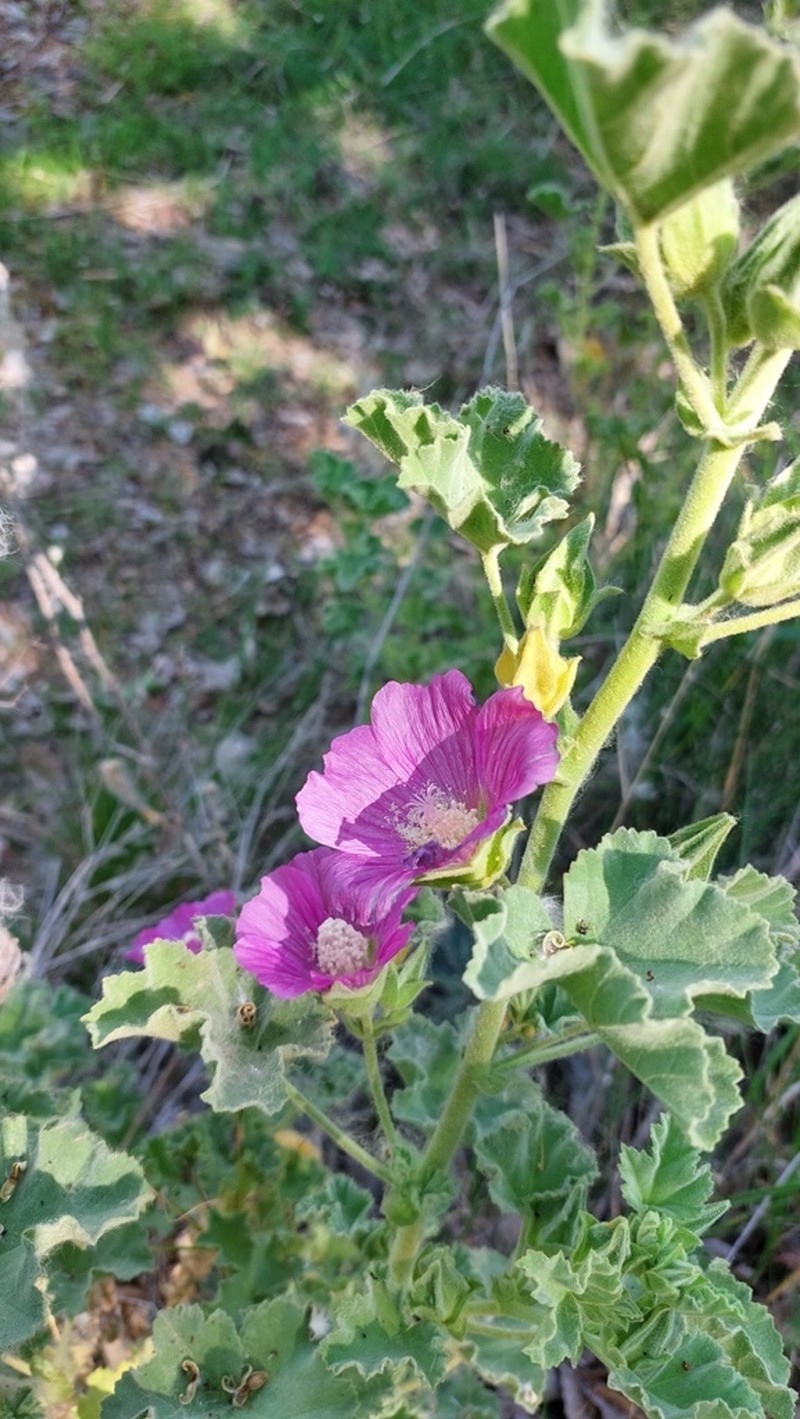 Malva lusitanica photo 7