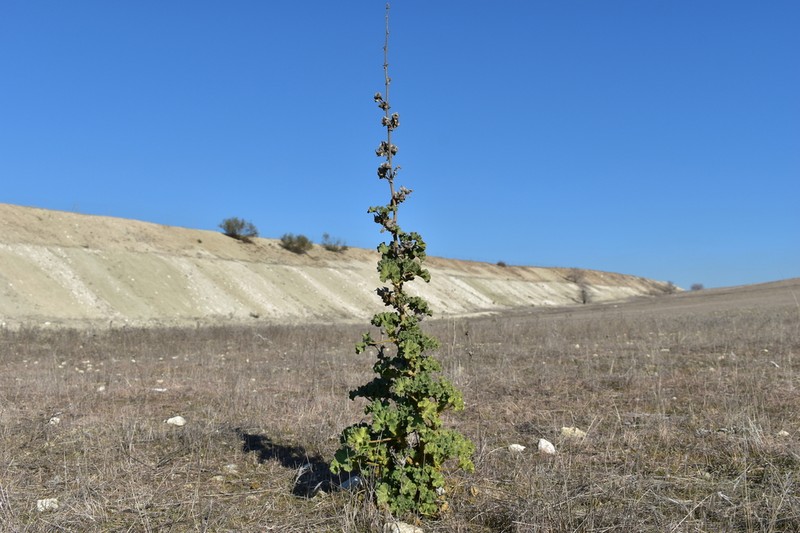 Malva lusitanica photo 8
