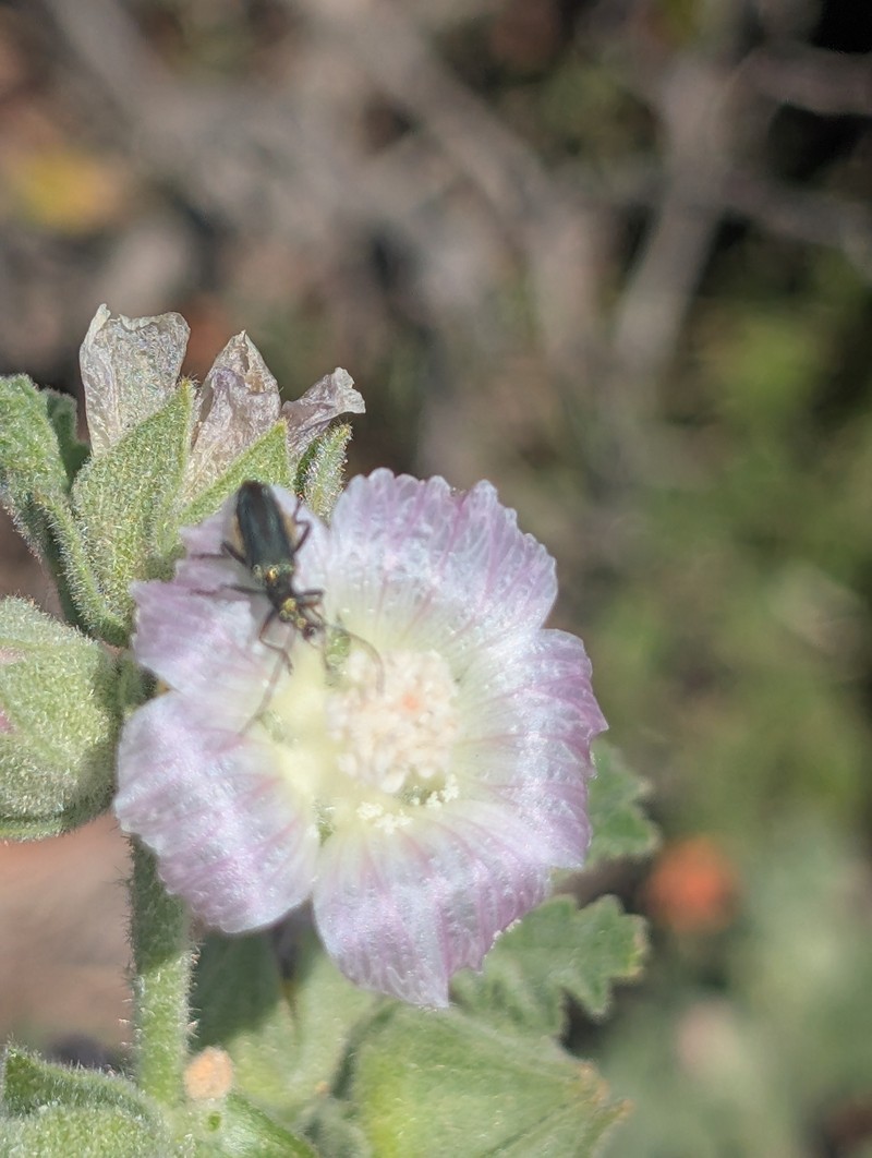 Malva lusitanica subsp. minoricensis
