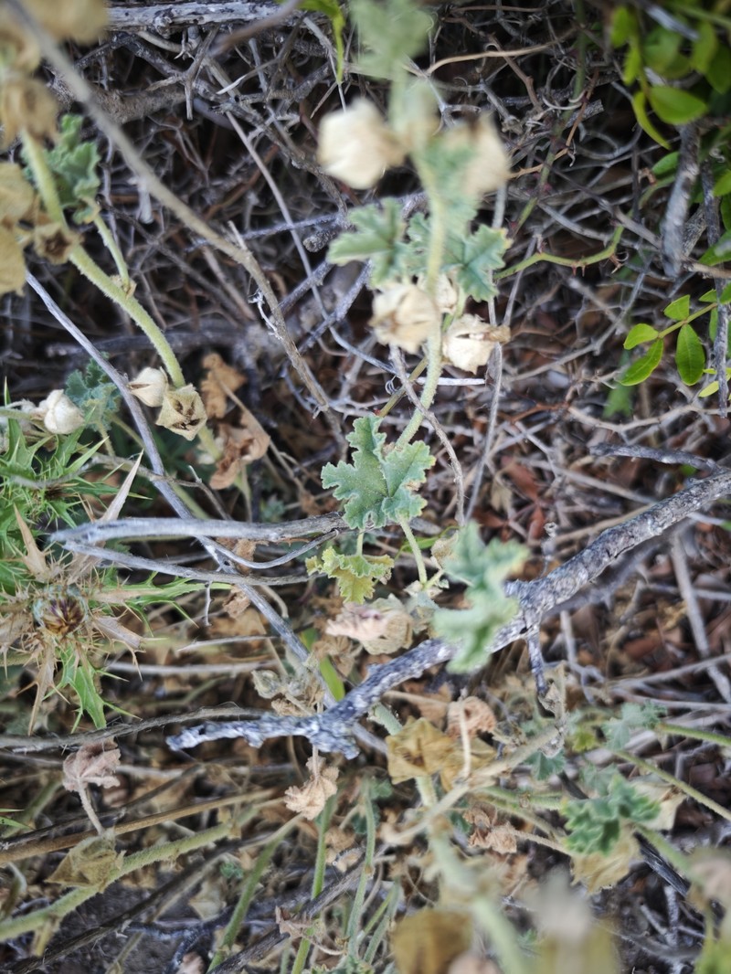 Malva lusitanica subsp. minoricensis photo 3