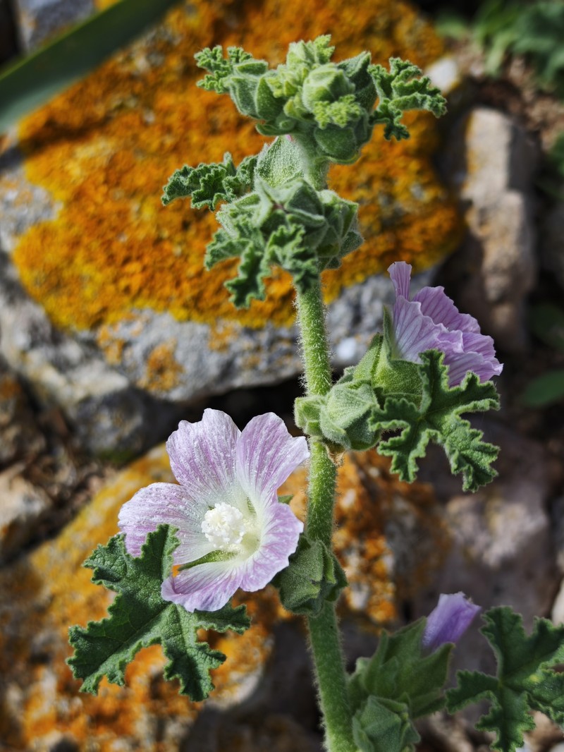 Malva lusitanica subsp. minoricensis photo 4
