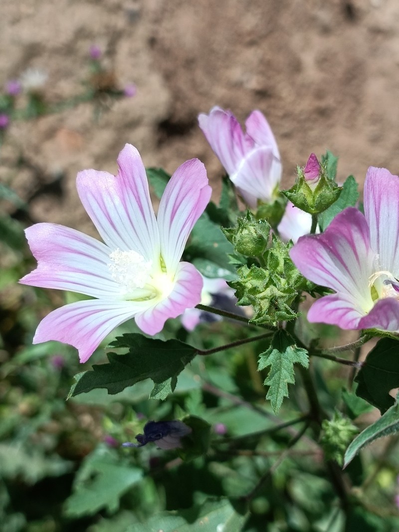Malva maroccana photo 3