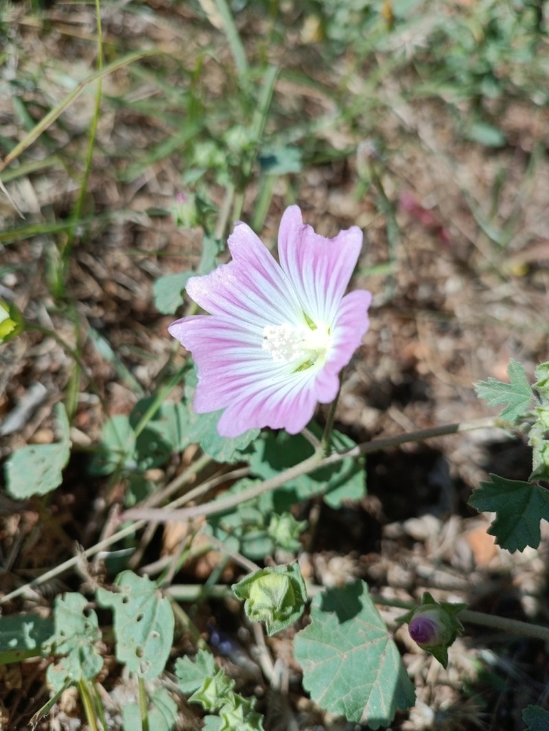 Malva maroccana photo 4