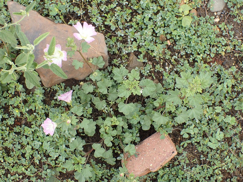 Malva maroccana photo 5