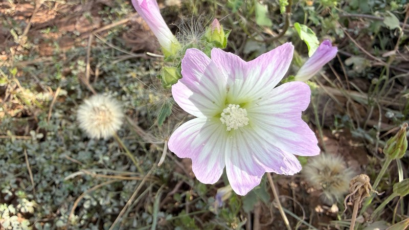 Malva maroccana photo 6