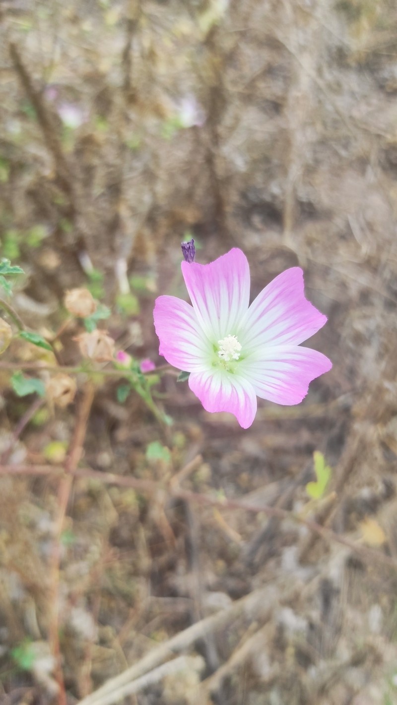 Malva maroccana photo 7