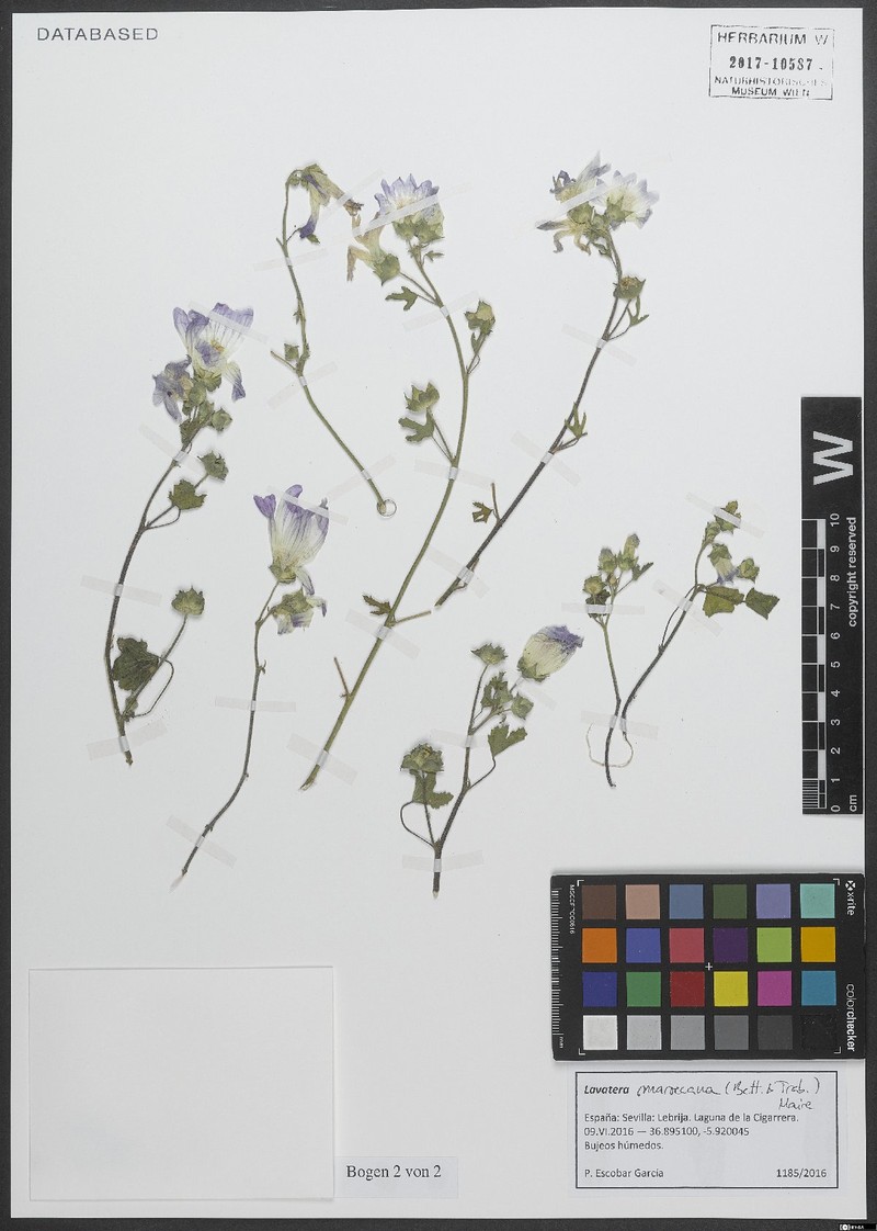 Malva maroccana photo 8