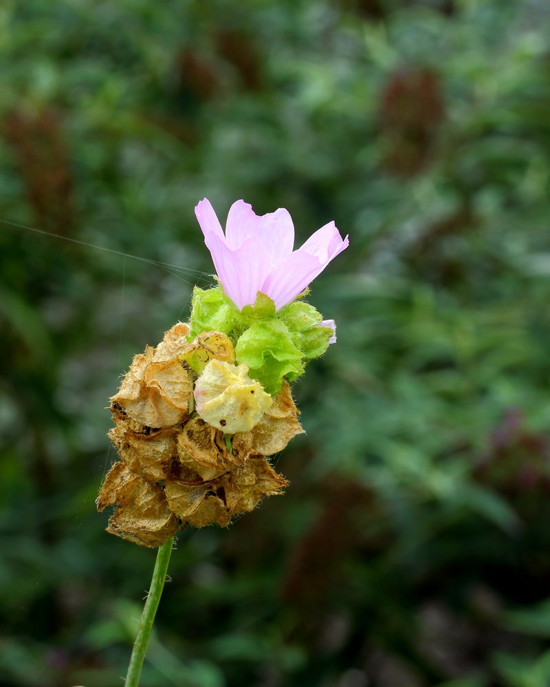 Musk Mallow photo 2