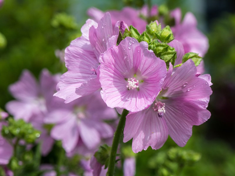 Musk Mallow photo 3