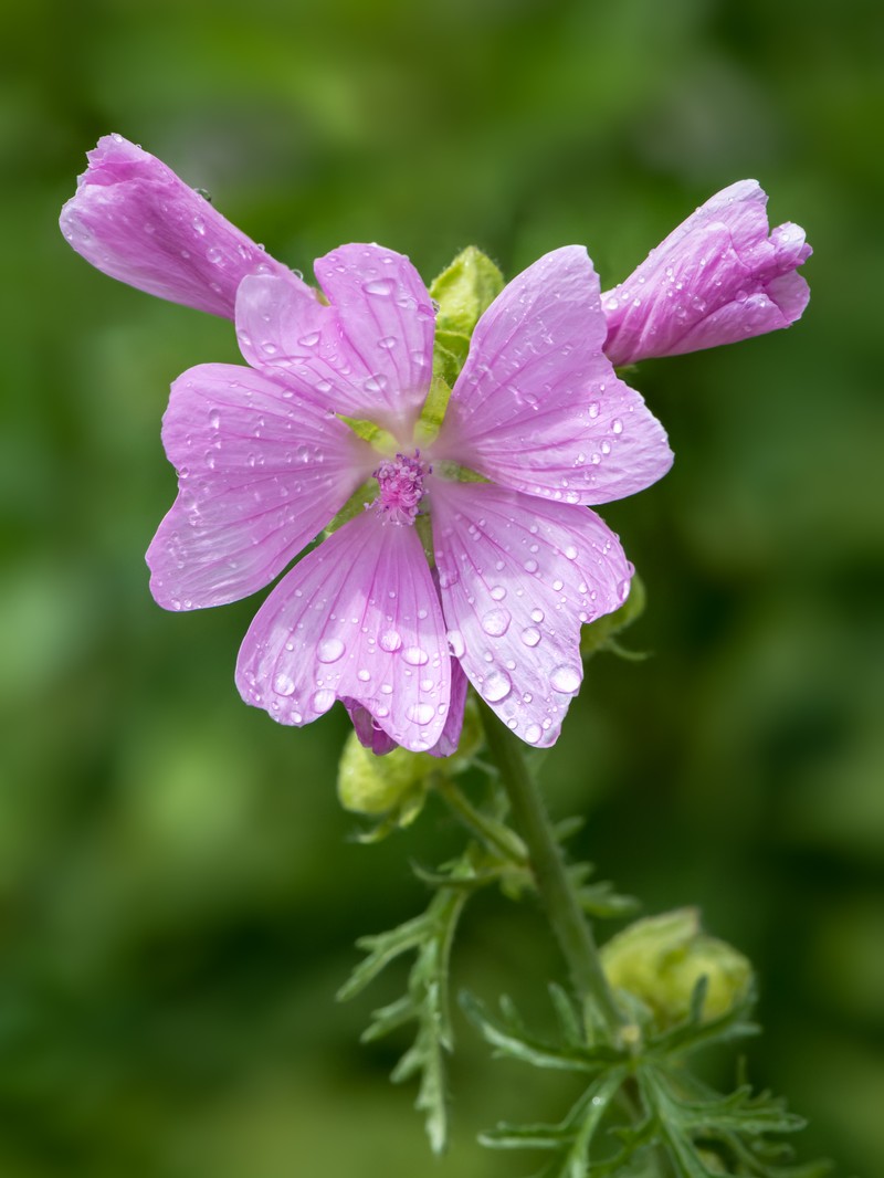 Musk Mallow photo 4