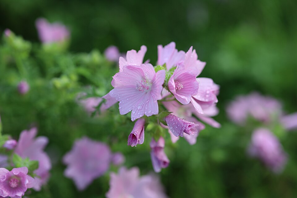 Musk Mallow photo 5