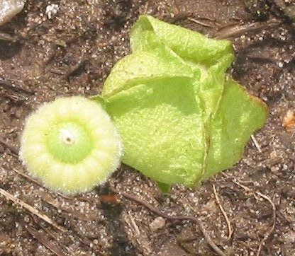 Musk Mallow photo 6