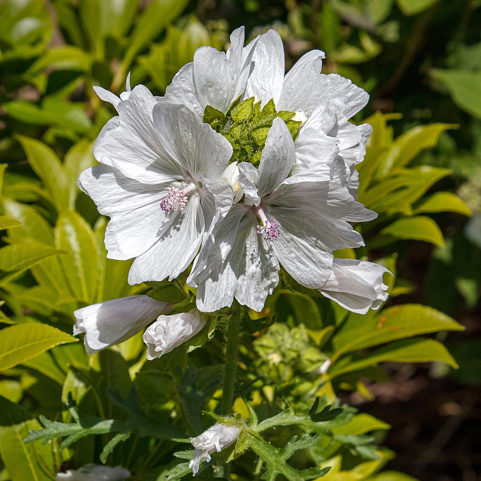Musk Mallow photo 7