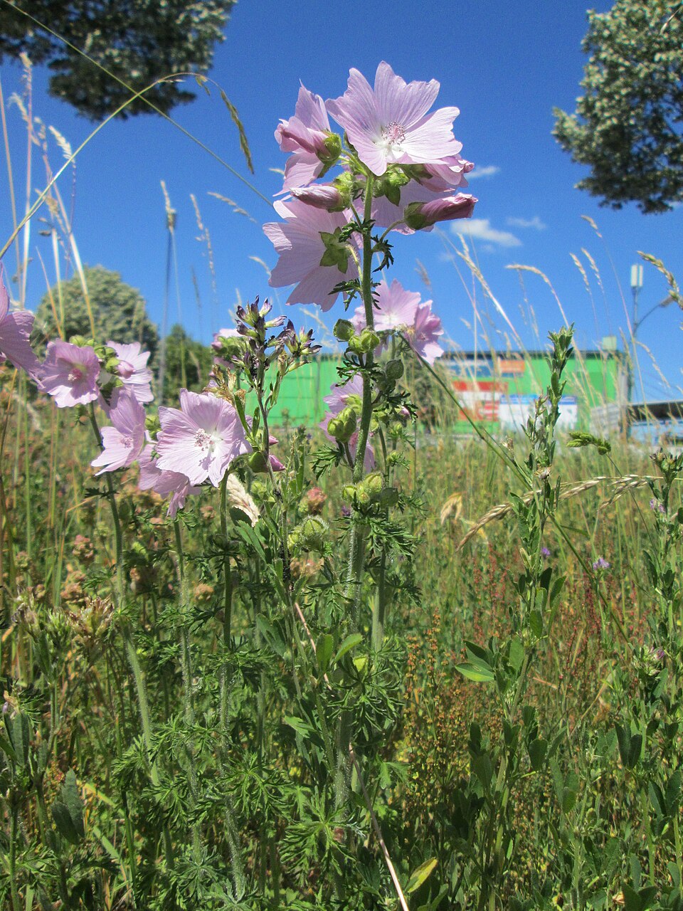 Musk Mallow photo 8