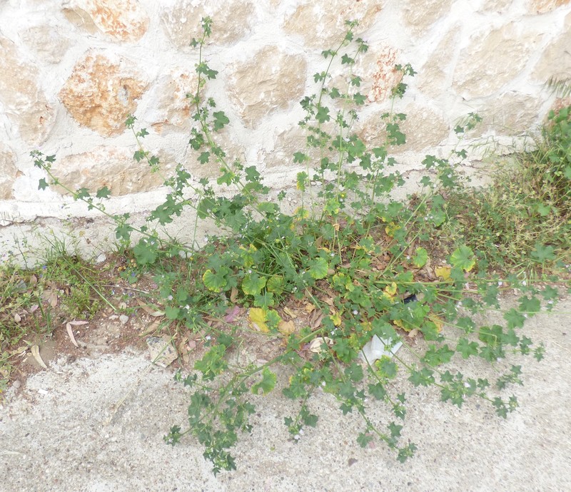 Cornish Mallow photo 3