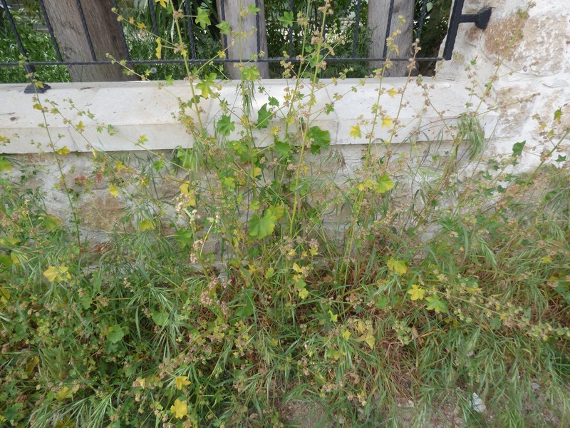 Cornish Mallow photo 4