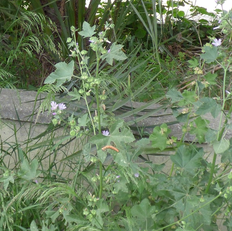Cornish Mallow photo 5