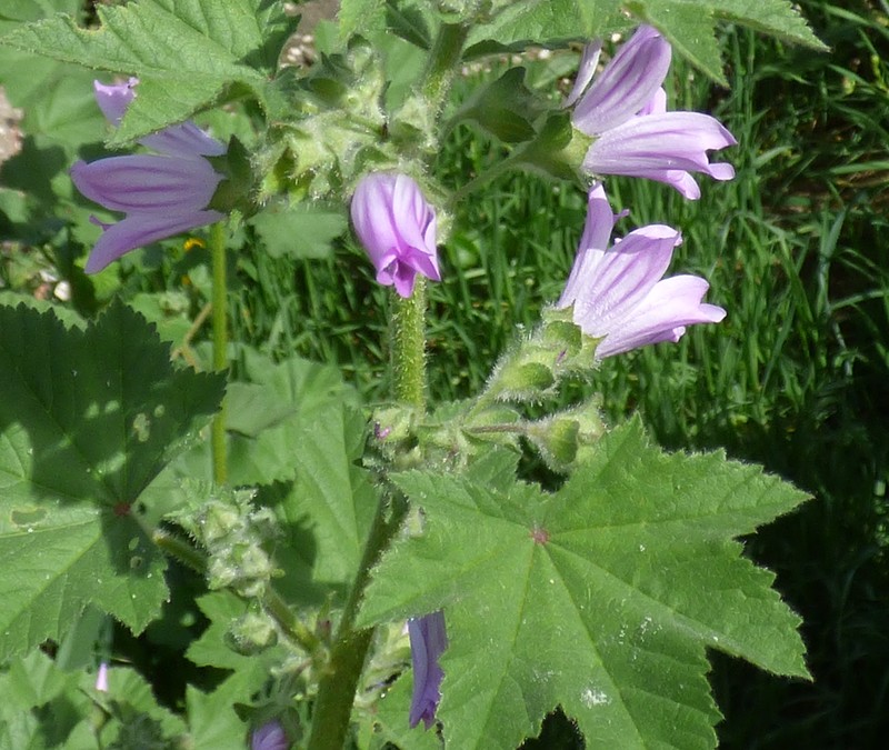 Cornish Mallow photo 6
