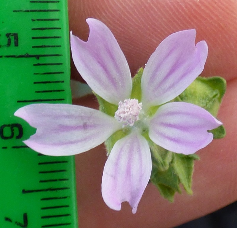 Cornish Mallow photo 7