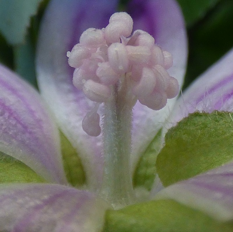 Cornish Mallow photo 8