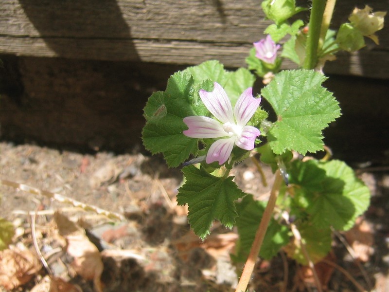 Common Mallow