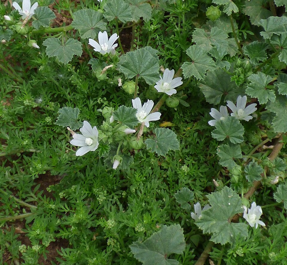 Common Mallow photo 2