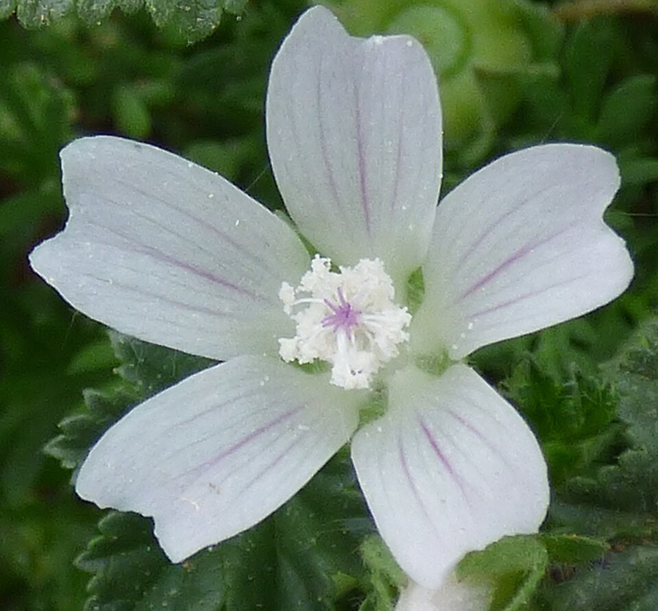 Common Mallow photo 3