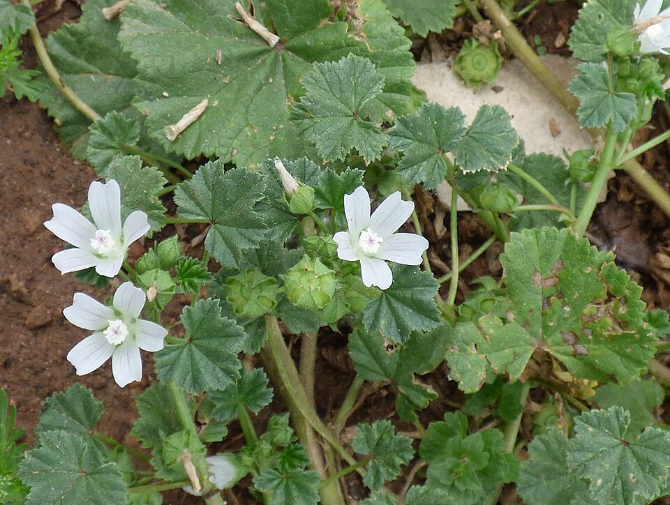 Common Mallow photo 4