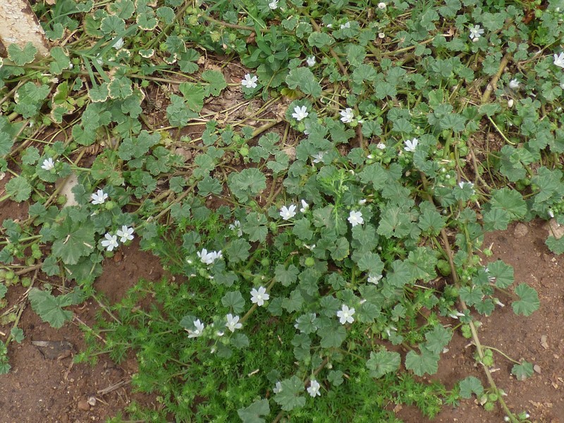 Common Mallow photo 5