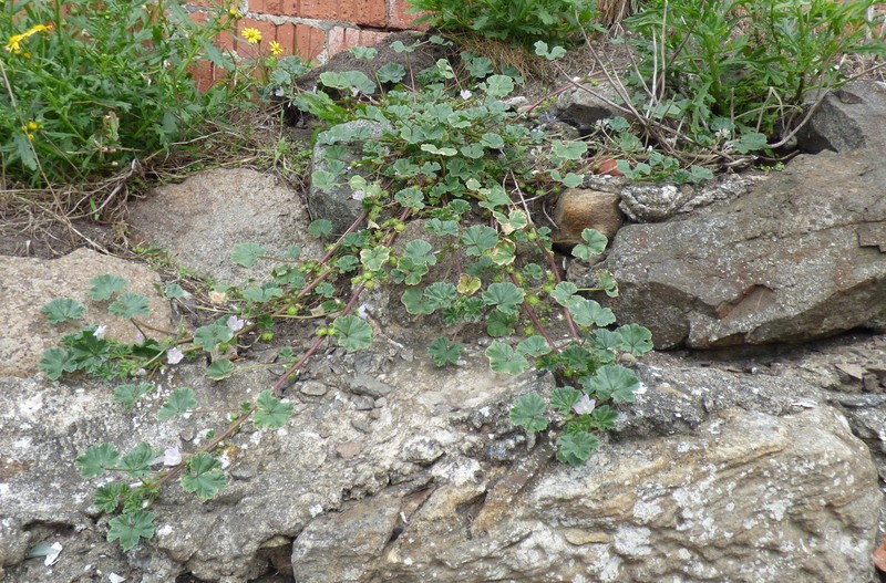 Common Mallow photo 6