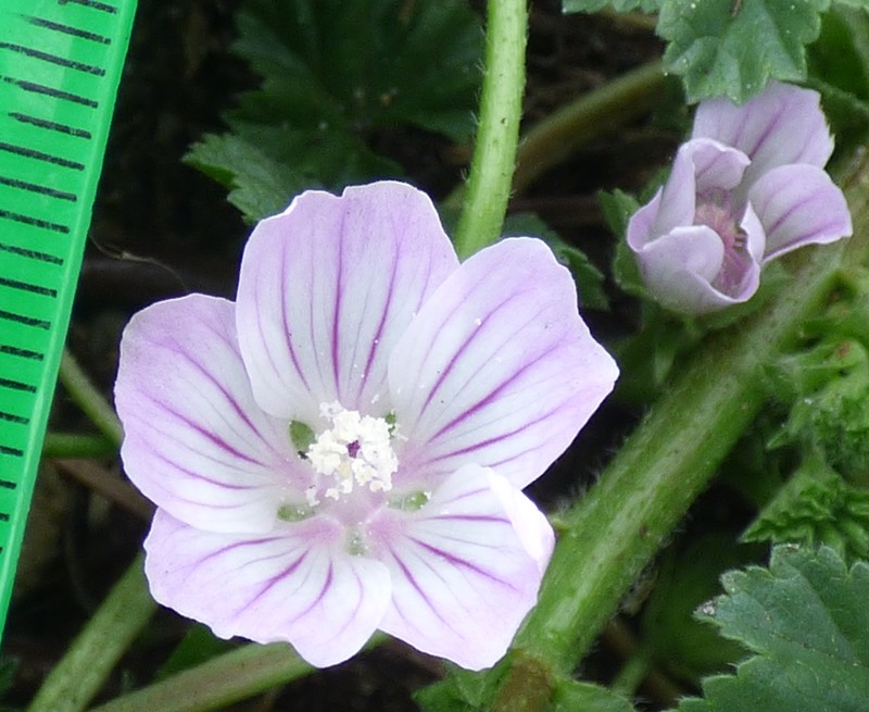 Common Mallow photo 7