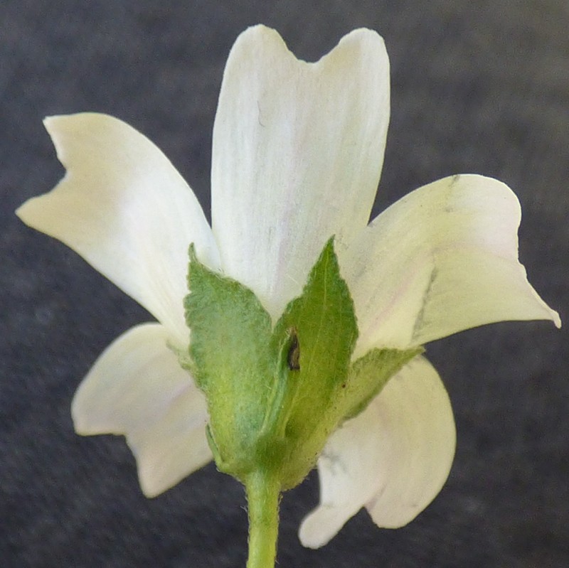 Common Mallow photo 8