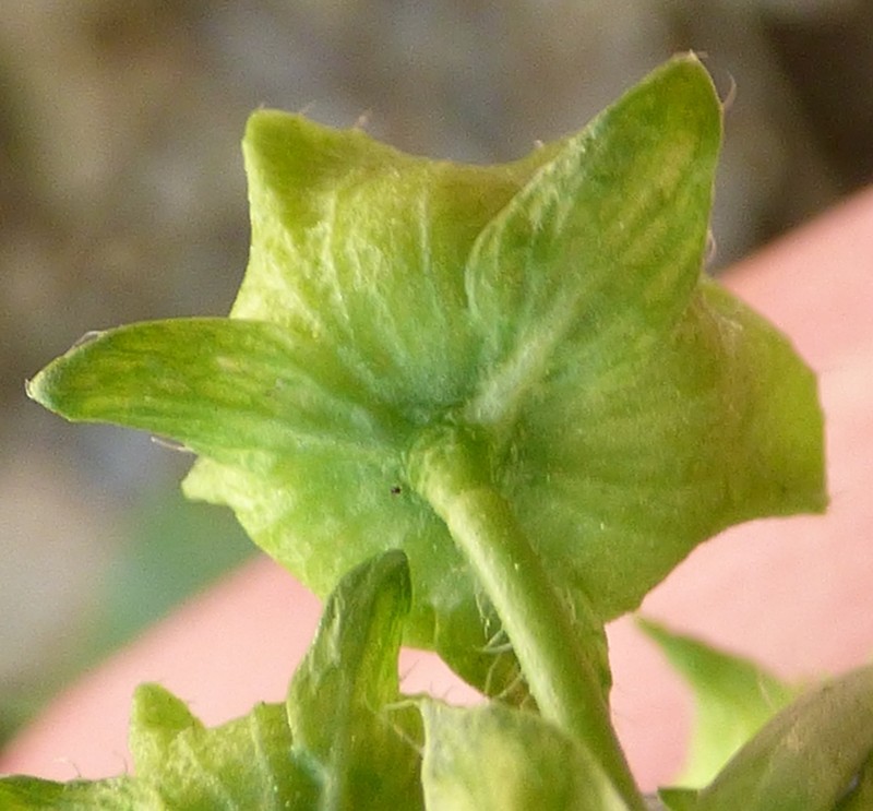 Bull Mallow photo 2