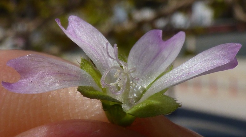 Bull Mallow photo 3