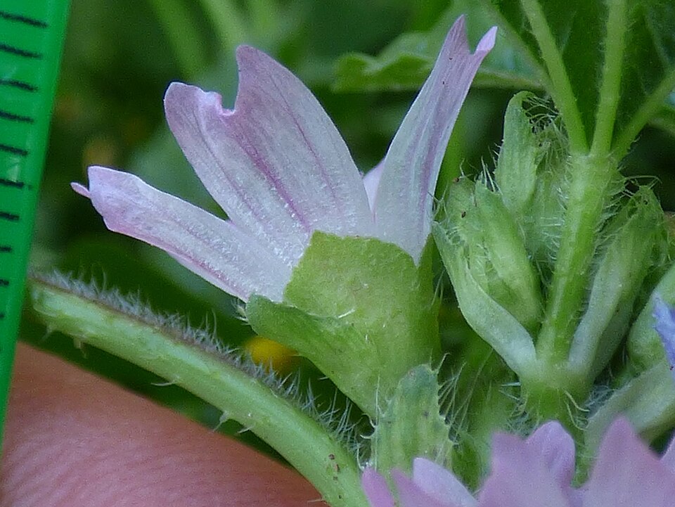 Bull Mallow photo 4