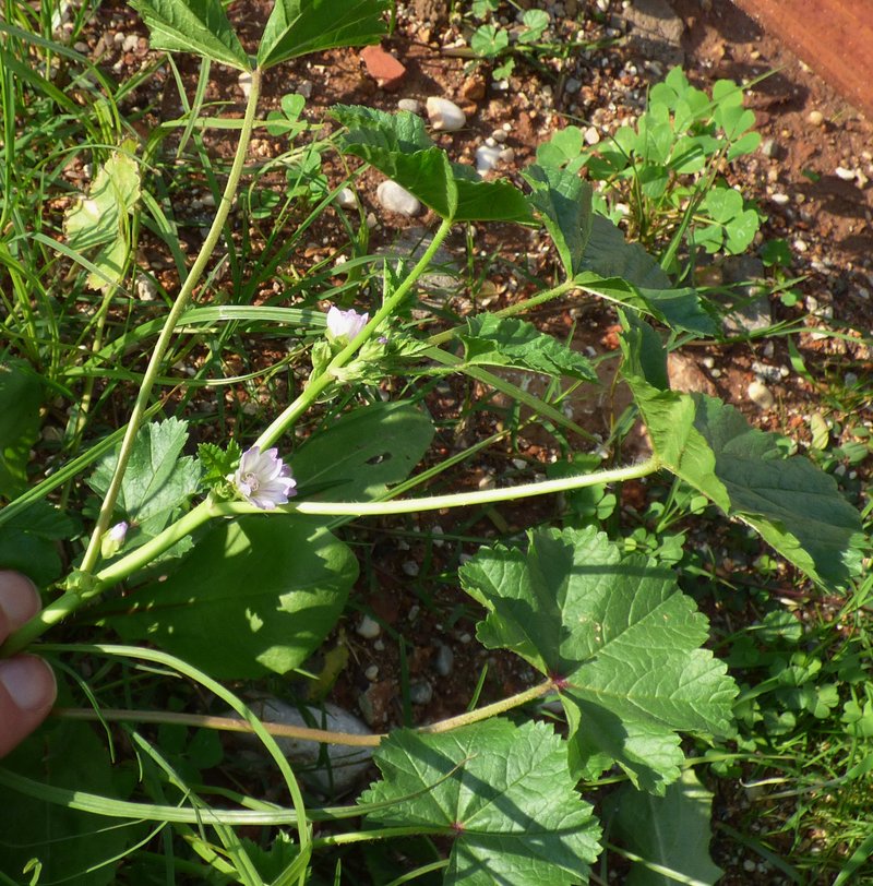 Bull Mallow photo 5