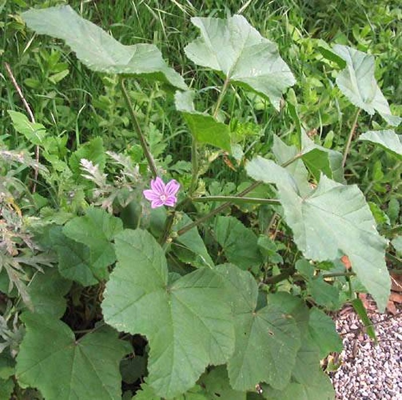 Bull Mallow
