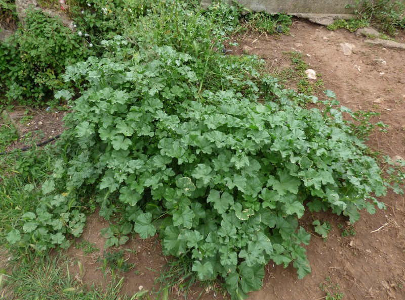 Bull Mallow photo 6