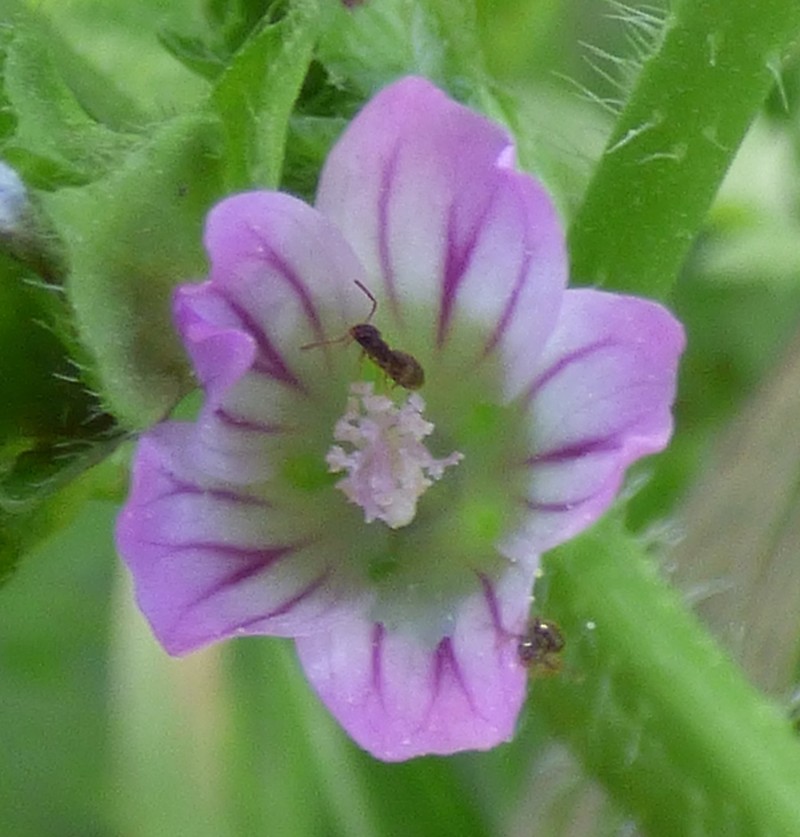 Bull Mallow photo 7