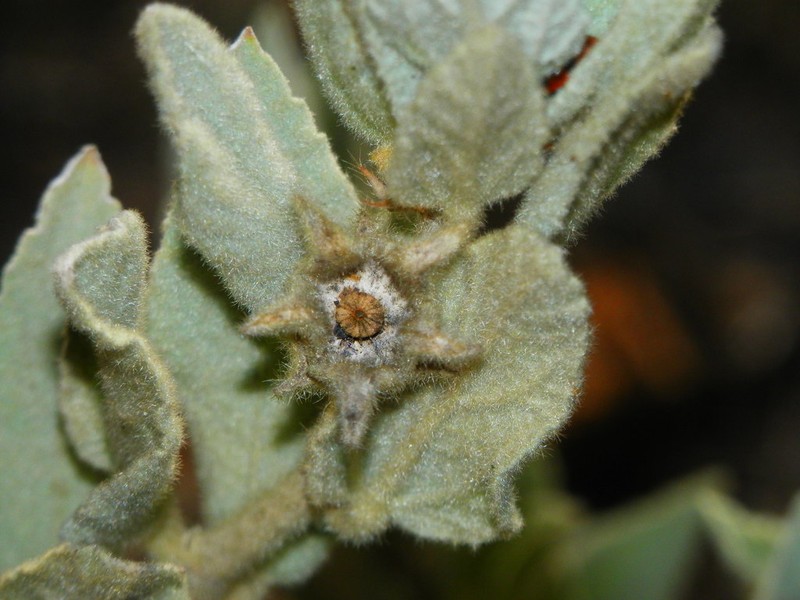 Malva oblongifolia