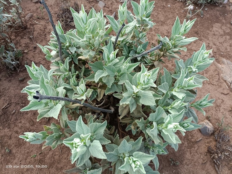 Malva oblongifolia photo 2