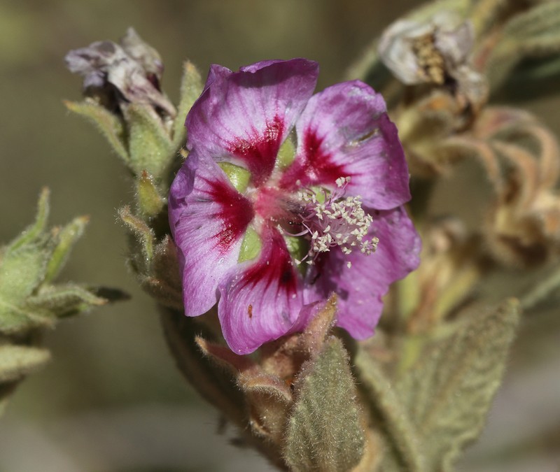Malva oblongifolia photo 3