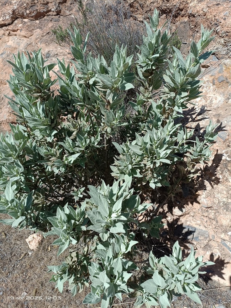 Malva oblongifolia photo 4