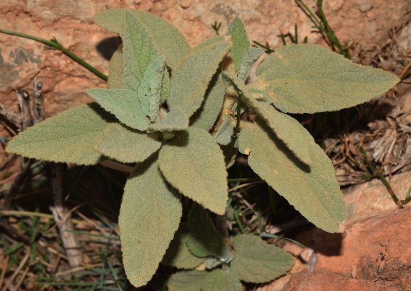 Malva oblongifolia photo 5