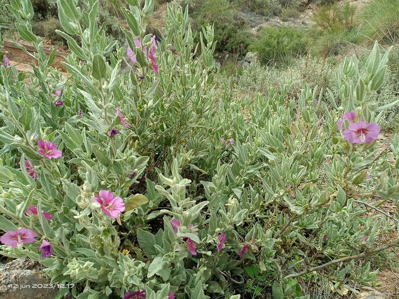 Malva oblongifolia photo 7