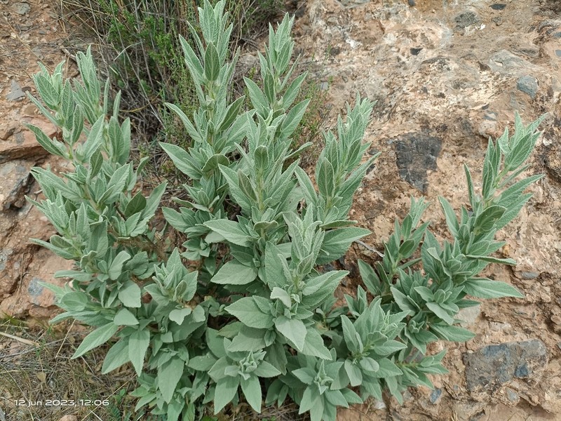 Malva oblongifolia photo 8