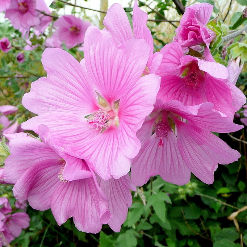 Tree Lavatera