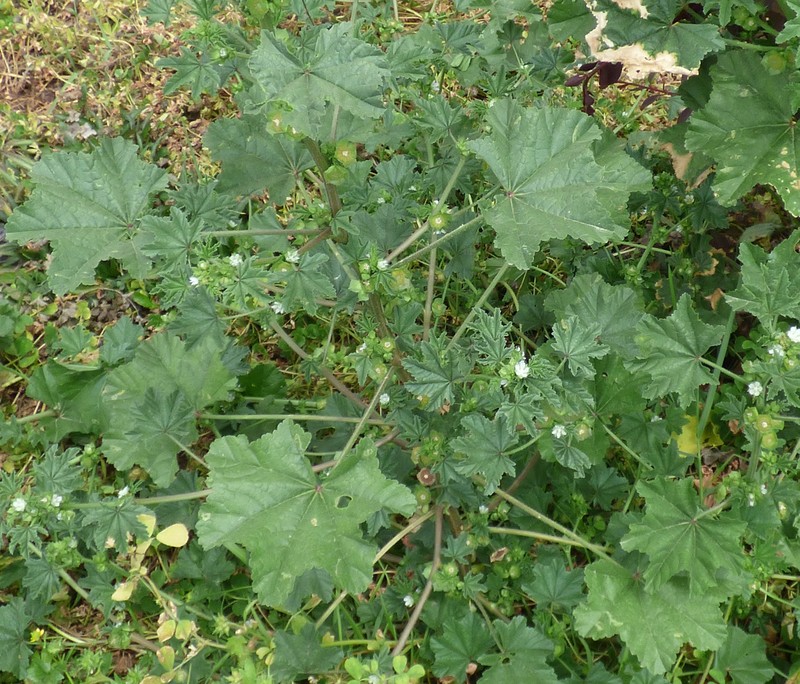 Cheeseweed Mallow photo 2