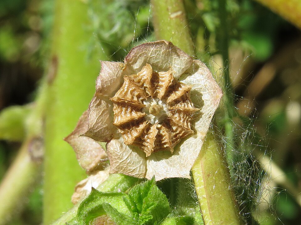 Cheeseweed Mallow photo 3