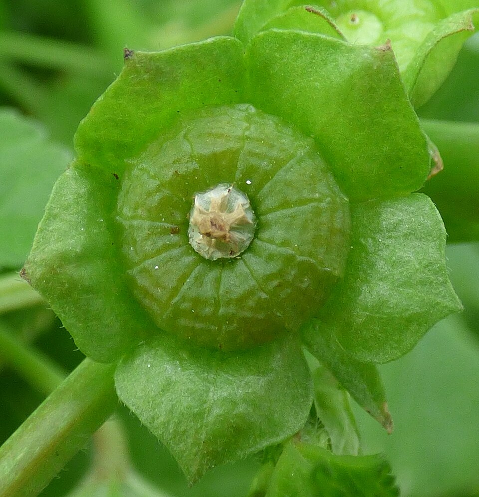 Cheeseweed Mallow photo 4